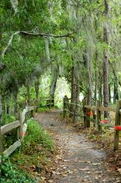 Trail at Audubon Swamp